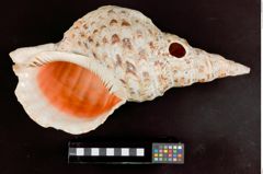 Foto (unten) von Tempeltrompete (Tritonshorn) (NHMW-ZOO-MO-0081100-ETH-113)